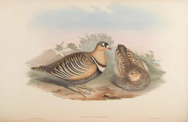 Pterocles fasciatus